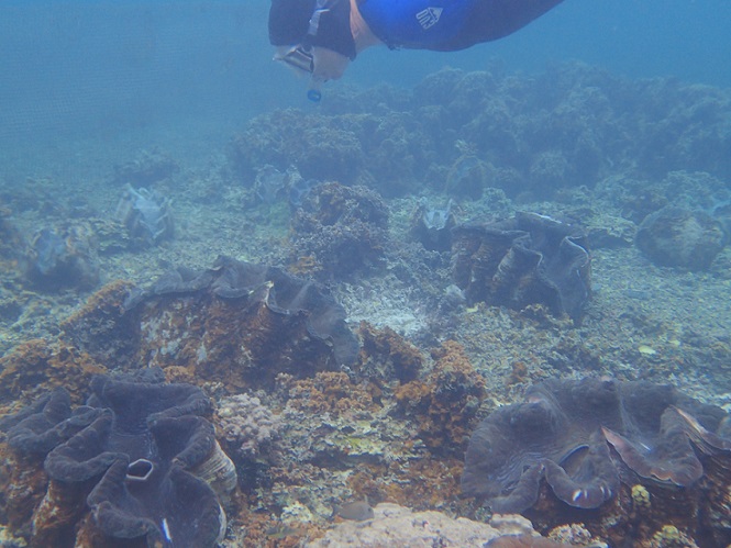 Randall peers at some giant clams